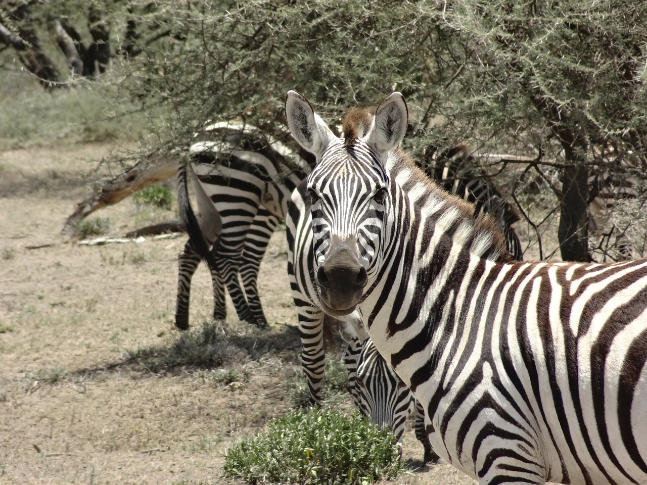Zebras, Savana, Atrodo, Nemokamos Nuotraukos,  Nemokama Licenzija
