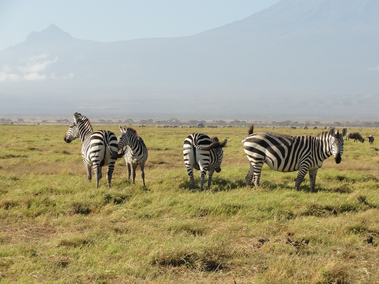 Zebrai,  Afrikoje,  Nacionalinis Parkas,  Gyvūnijos, Nemokamos Nuotraukos,  Nemokama Licenzija