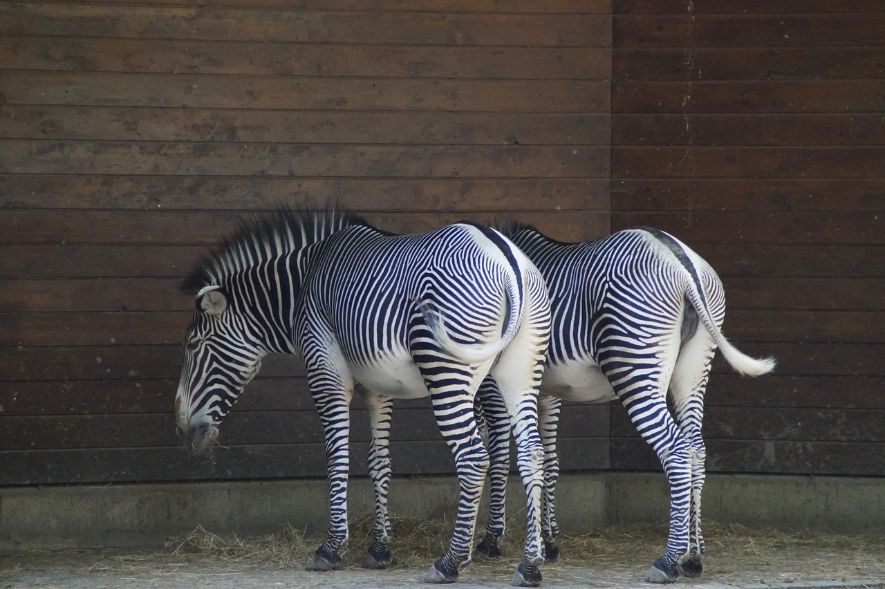 Zebras, Stalas, Kanopos, Perisodactyla, Balta, Juoda, Struktūra, Lygumos Zebra, Juoda Ir Balta, Modelis