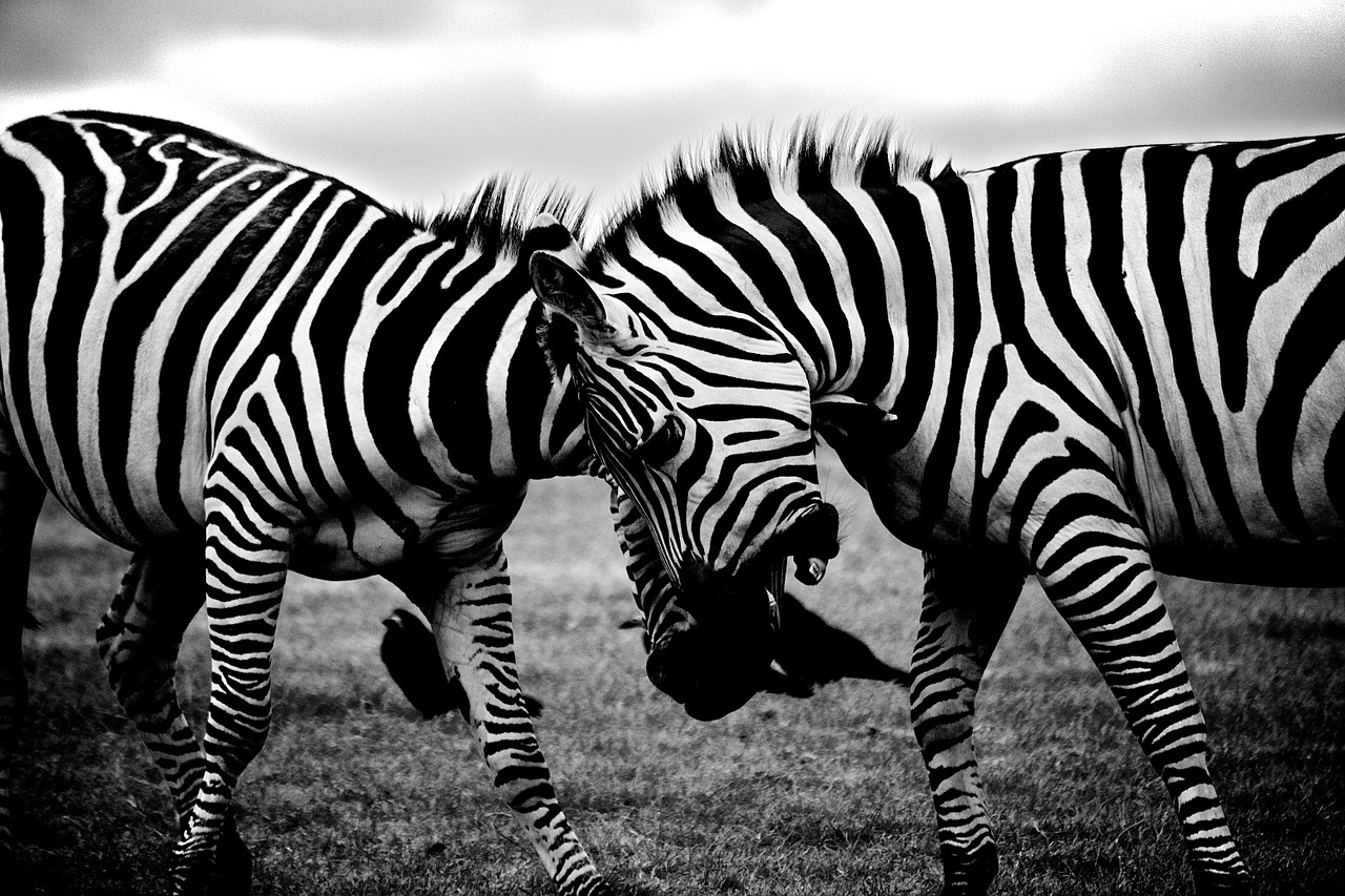 Zebras, Safari, Gyvūnai, Afrika, Laukinė Gamta, Gamta, Žinduolis, Zoologijos Sodas, Afrikos, Dryžuotas