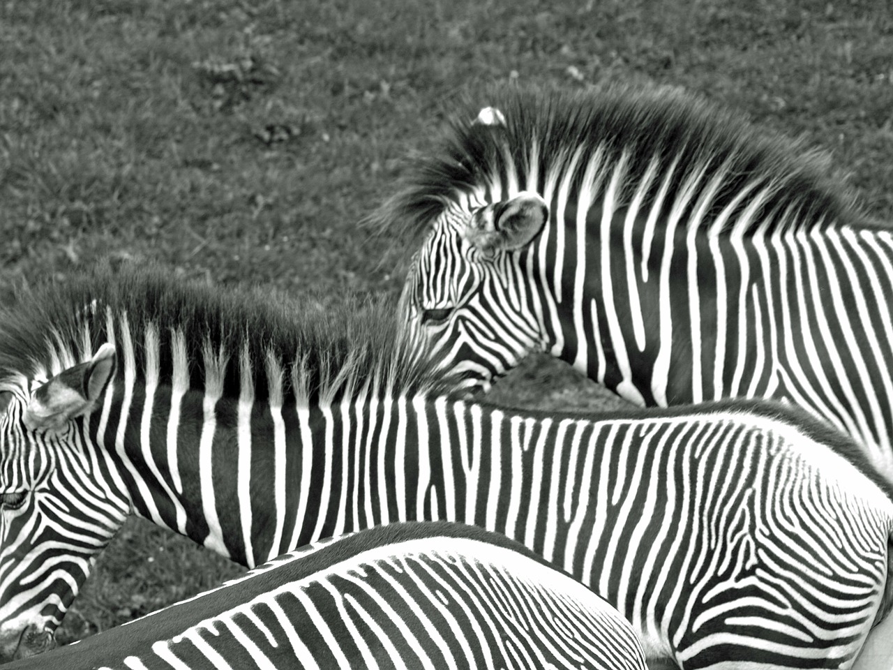 Zebras, Juoda Ir Balta, Gyvūnai, Laukiniai, Dryžuotas, Arkliai, Nemokamos Nuotraukos,  Nemokama Licenzija