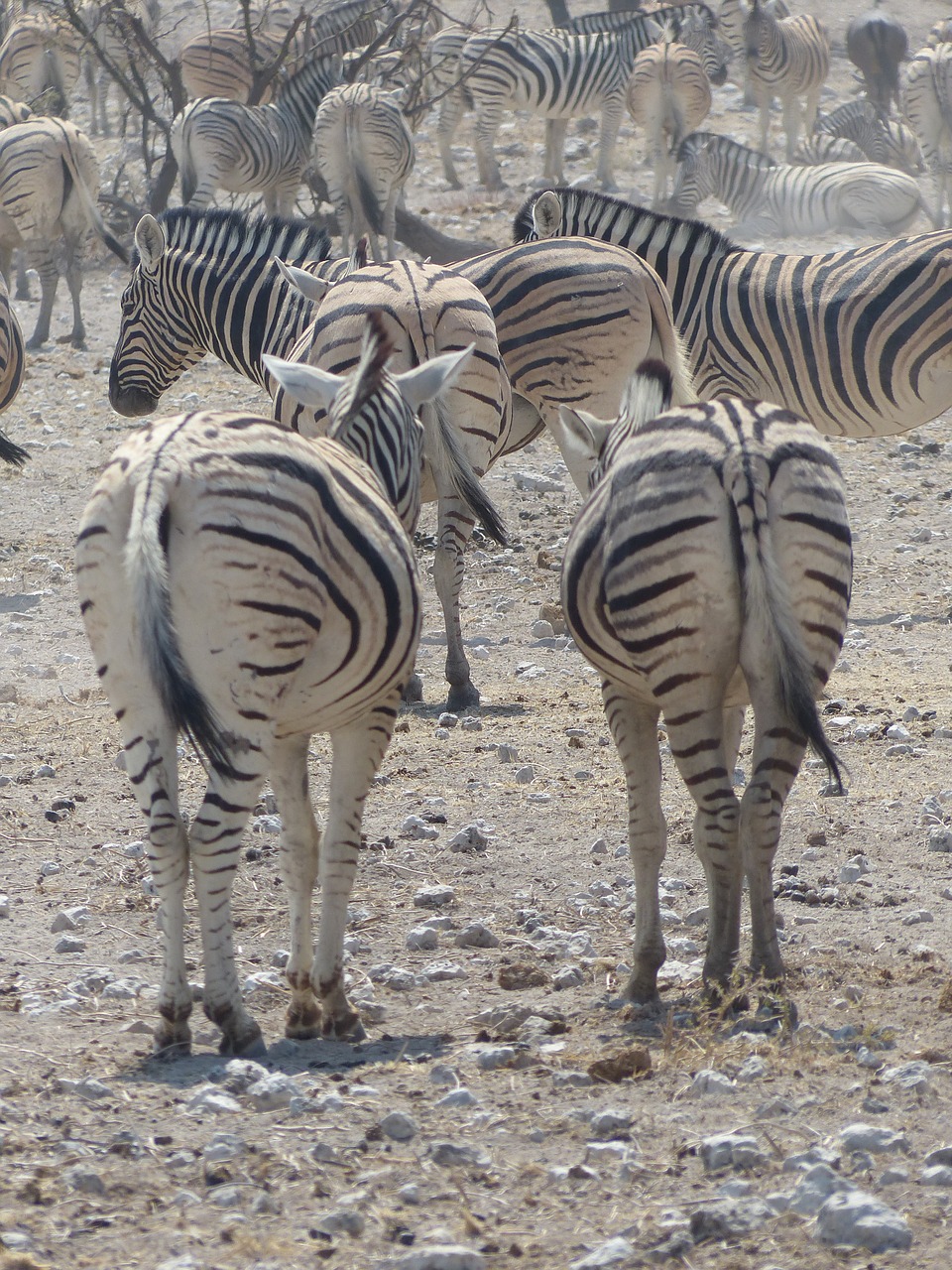 Zebras, Safari, Etosha Nacionalinis Parkas, Gyvūnai, Flock, Nemokamos Nuotraukos,  Nemokama Licenzija