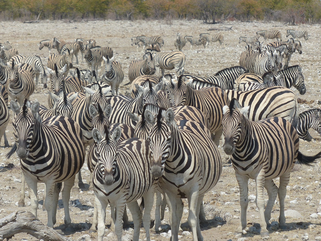 Zebras, Safari, Etosha Nacionalinis Parkas, Gyvūnai, Flock, Nemokamos Nuotraukos,  Nemokama Licenzija