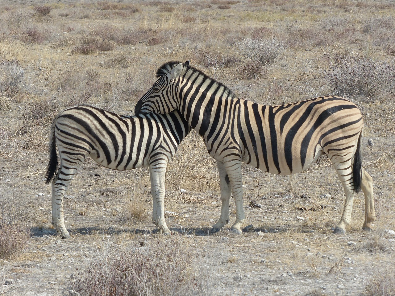 Zebras, Safari, Etosha Nacionalinis Parkas, Gyvūnai, Užtvankos, Kumeliukas, Nemokamos Nuotraukos,  Nemokama Licenzija