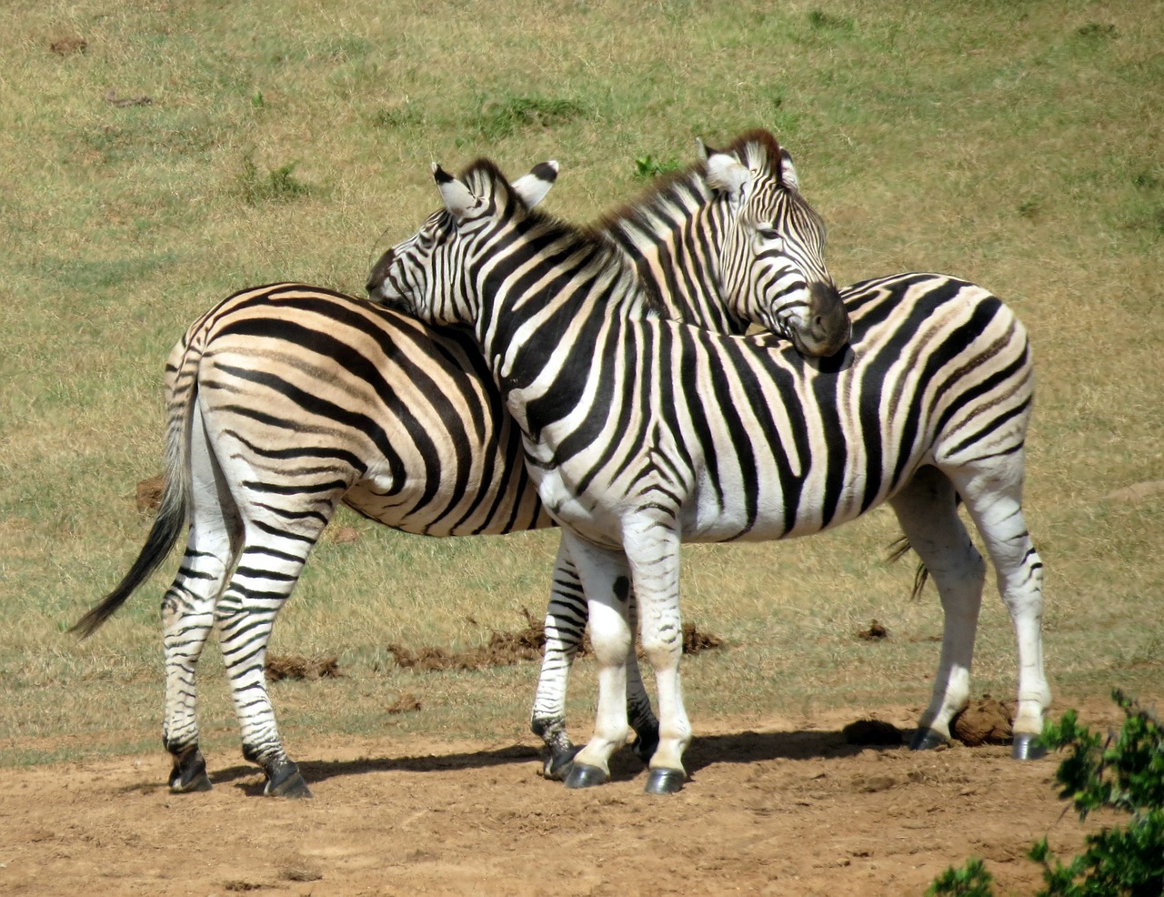 Zebras, Gyvūnas, Žinduolis, Pietų Afrika, Gamta, Nemokamos Nuotraukos,  Nemokama Licenzija