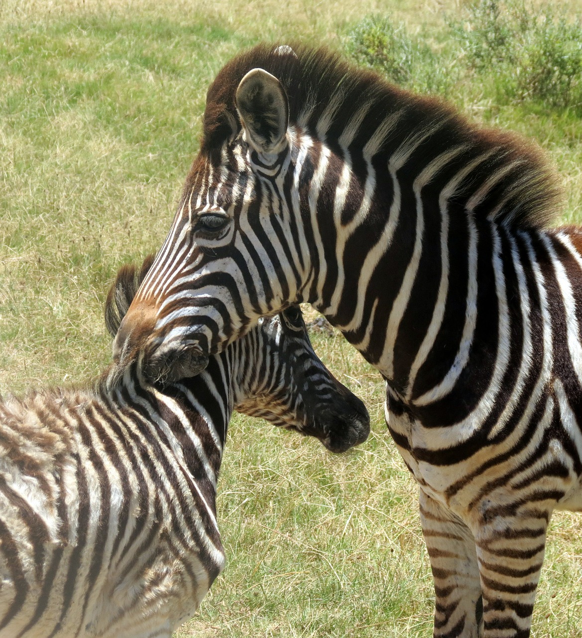 Zebras, Gyvūnas, Žinduolis, Pietų Afrika, Gamta, Nemokamos Nuotraukos,  Nemokama Licenzija