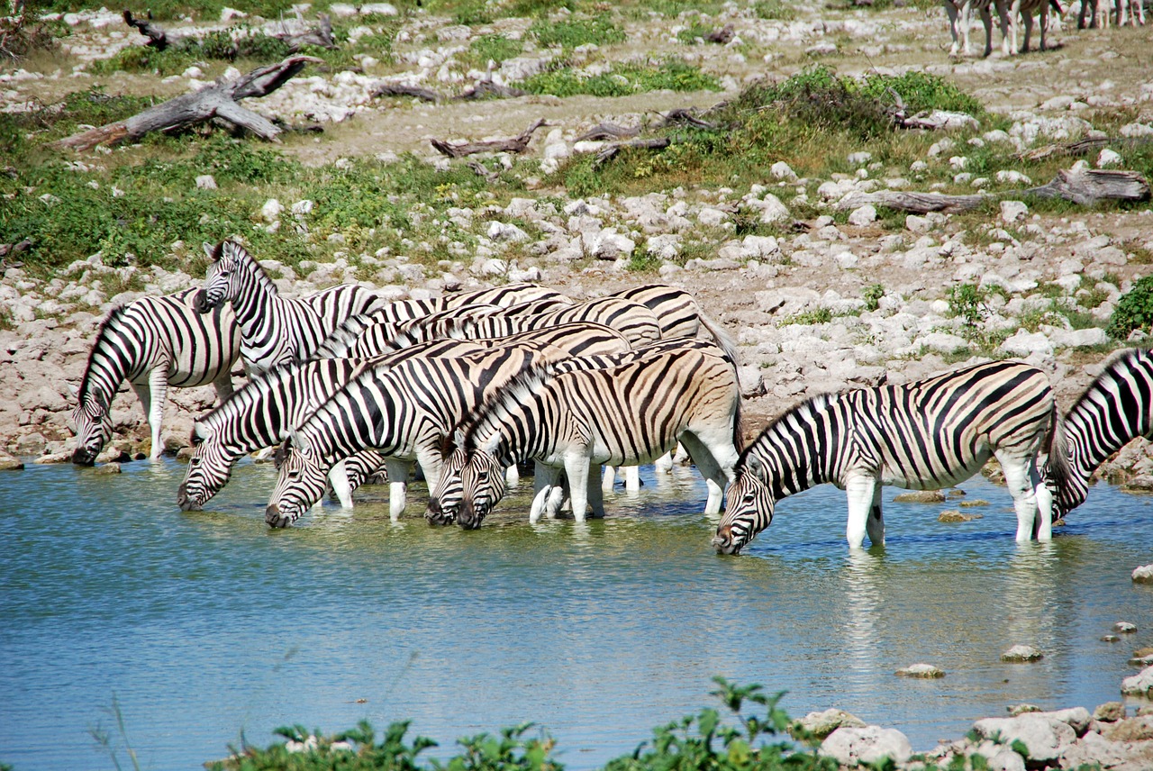 Zebras, Potions, Afrika, Etosha, Vanduo, Gyvūnai, Laistymo Anga, Nemokamos Nuotraukos,  Nemokama Licenzija