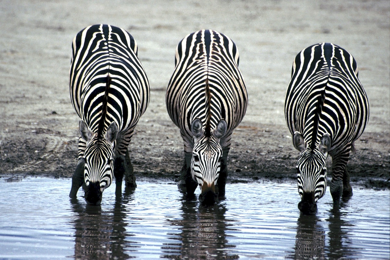 Zebras, Gerti, Laistymo Anga, Afrika, Gerti, Žinduolis, Trys, Savana, Kamufliažas, Bandas