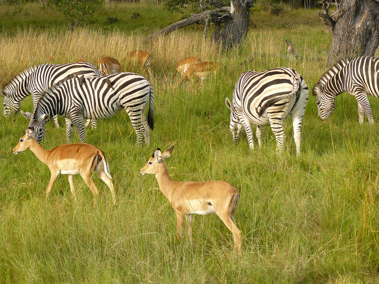 Zebras, Antilopė, Ganymas, Chobe, Žaidimų Parkas, Botsvana, Afrika, Bandas, Gyvūnai, Laukinė Gamta