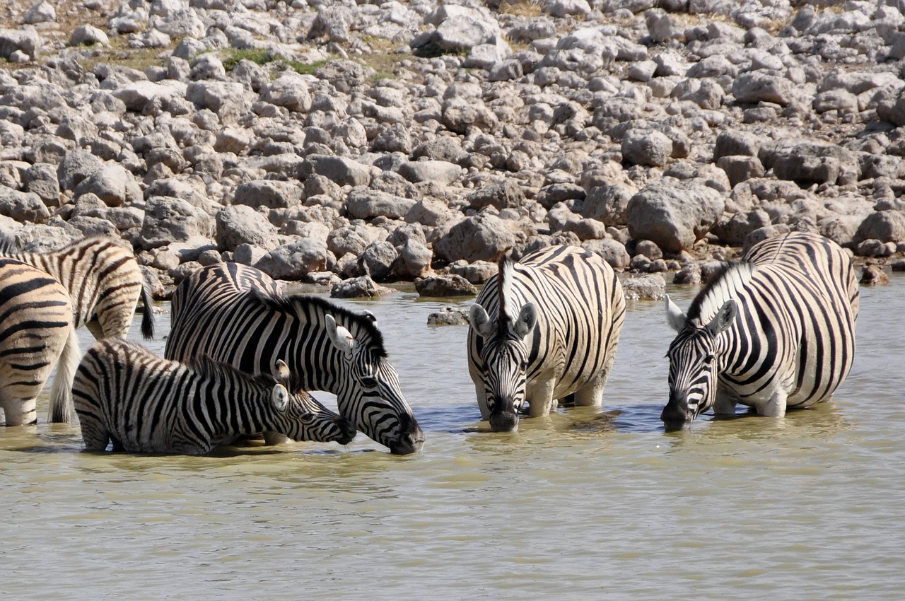 Zebras, Gerti, Kumeliukas, Laistymo Anga, Gyvūnas, Afrika, Safari, Etosha, Potions, Vanduo