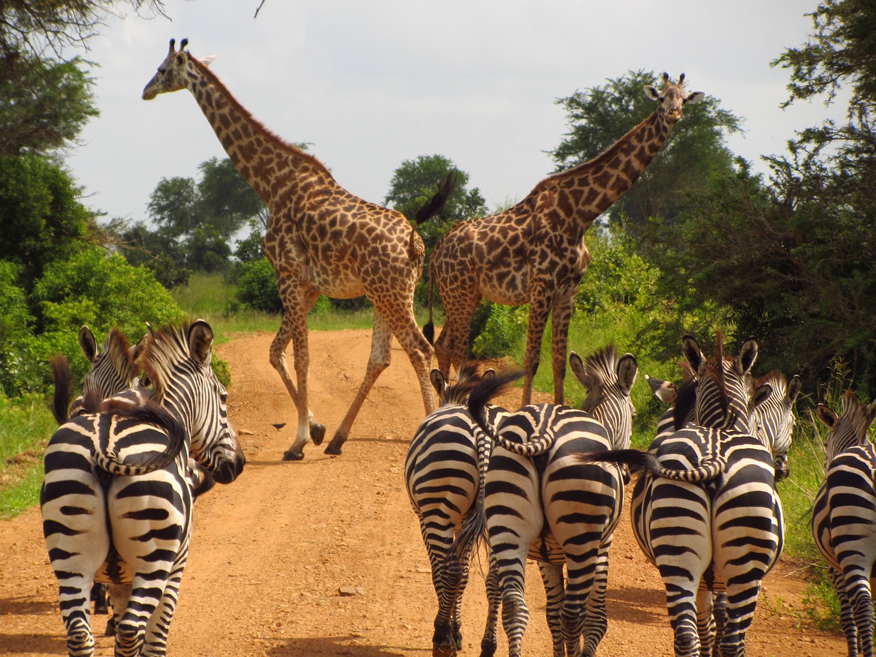 Zebras,  Tanzanija,  Mikumi,  Nacionalinis,  Parkas,  Gyvūnas,  Laukiniai,  Laukinė Gamta,  Zebra,  Žirafa