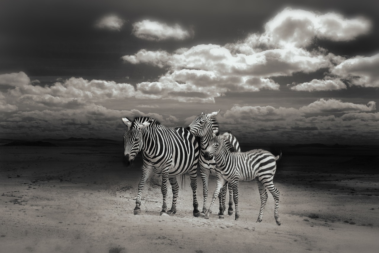 Zebras, Laukiniai Gyvūnai, Pėsčiųjų Perėja, Gyvūnų Pasaulis, Afrika, Gyvūnai, Laukiniai, Juodos Ir Baltos Juostelės, Safari, Juostelės