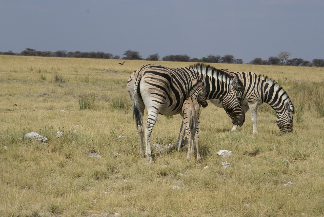 Zebras,  Stepė,  Afrika,  Dryžuotas,  Žinduoliai, Nemokamos Nuotraukos,  Nemokama Licenzija