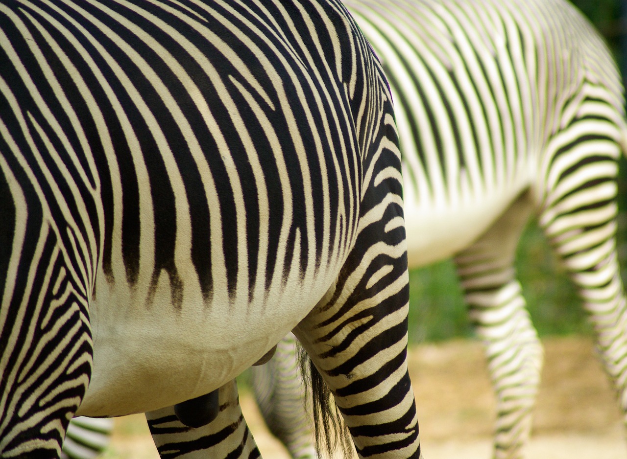 Zebras, Juostelės, Atrajotojas, Gyvūnas, Nemokamos Nuotraukos,  Nemokama Licenzija