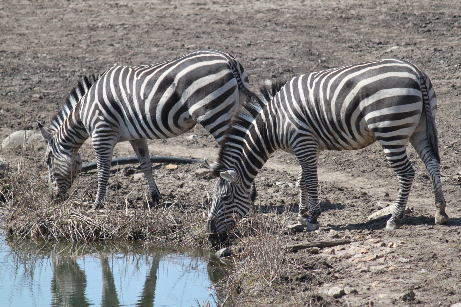 Zebra,  Zebras,  Gyvūnai,  Laukinė Gamta,  Africa & Nbsp,  Gyvūnai,  Zebras Prie Laistymo Skylės, Nemokamos Nuotraukos,  Nemokama Licenzija
