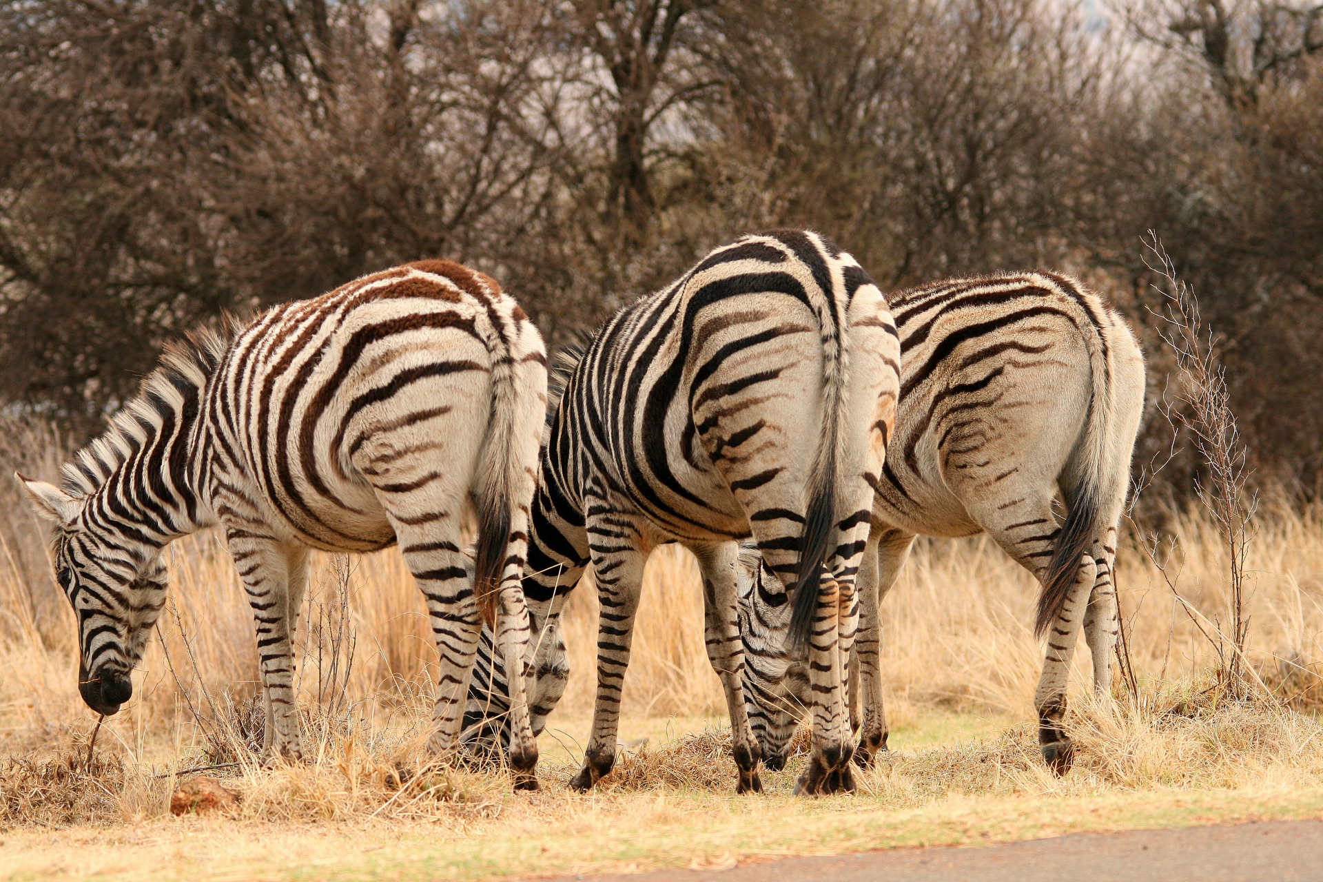 Gyvūnai,  Žaidimas,  Zebra,  Ganymas,  Zebras Iš Užpakalio, Nemokamos Nuotraukos,  Nemokama Licenzija