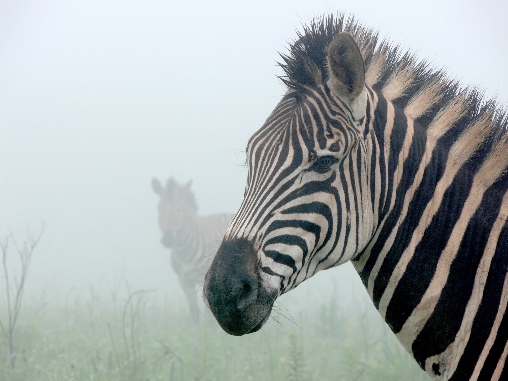 Zebra,  Migla,  Vaiduoklis,  Siluetas,  Juostelės,  Laukinė Gamta,  Afrika,  Zebrai Rūkas, Nemokamos Nuotraukos,  Nemokama Licenzija