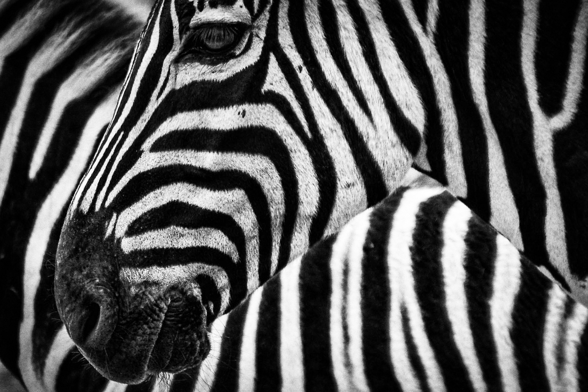 Zebras,  Laukinė Gamta,  Gamta,  Stovintis,  Tekstūra,  Modelis,  Juoda,  Balta,  Viešasis & Nbsp,  Domenas