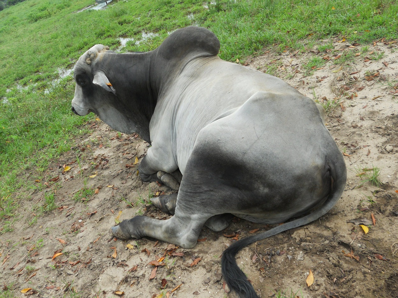 Zebu, Patinas, Guyana, Nemokamos Nuotraukos,  Nemokama Licenzija