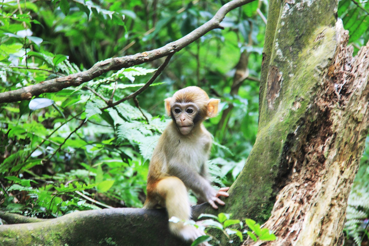 Zhangjiajie, Beždžionė, Medžiai, Nemokamos Nuotraukos,  Nemokama Licenzija