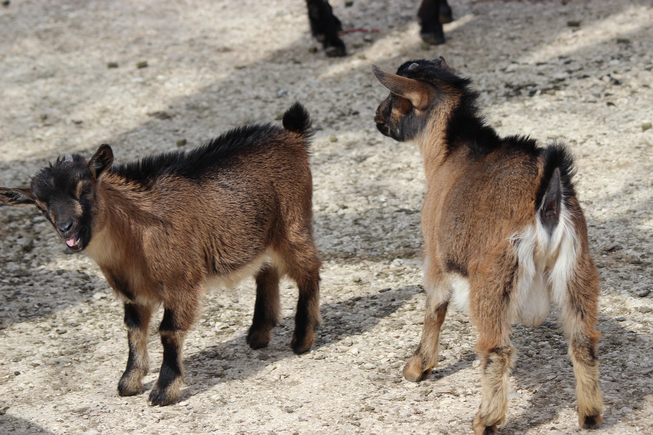 Ziecklein, Zoologijos Sodas, Brangioji, Tiergarten, Nemokamos Nuotraukos,  Nemokama Licenzija