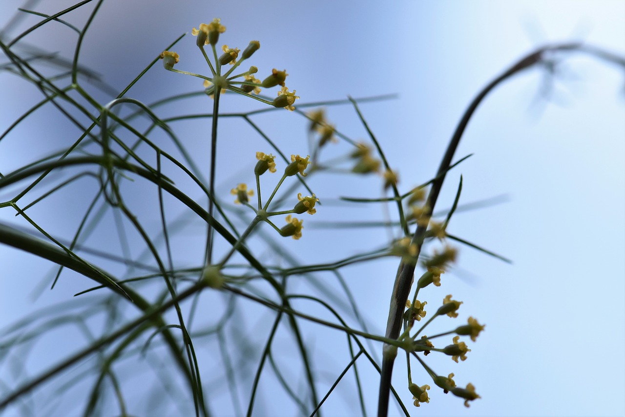 Zierfenchel, Pankolis, Žolė, Augalas, Fonas, Tekstūra, Gamta, Gėlė, Žiedas, Žydėti