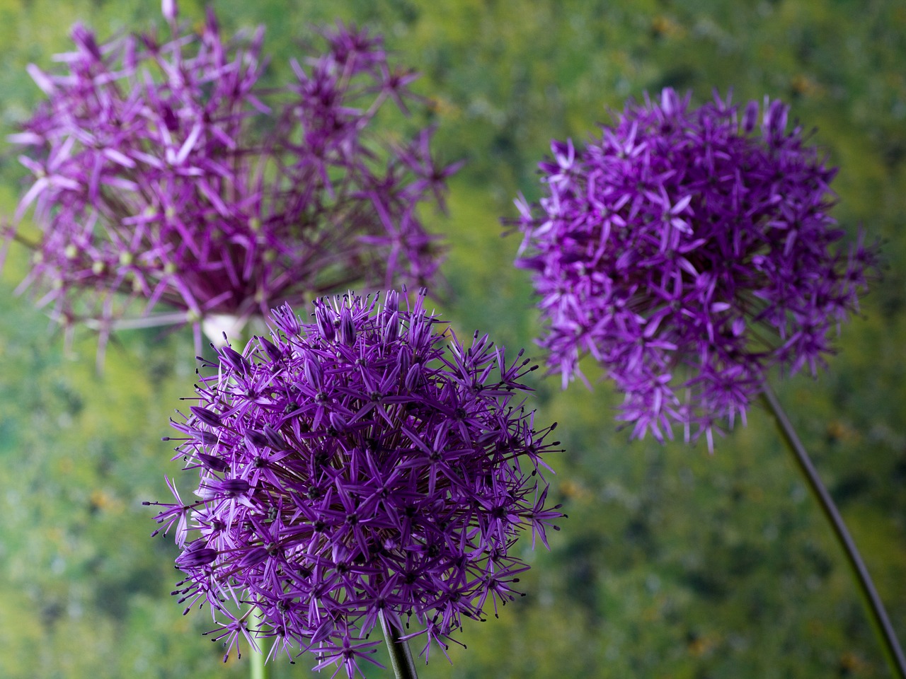 Zierknoblach, Dekoratyvinis Svogūnas, Gėlių Sodas, Gėlės, Makro, Milžiniškas Dekoratyvinis Aliuminis, Nemokamos Nuotraukos,  Nemokama Licenzija