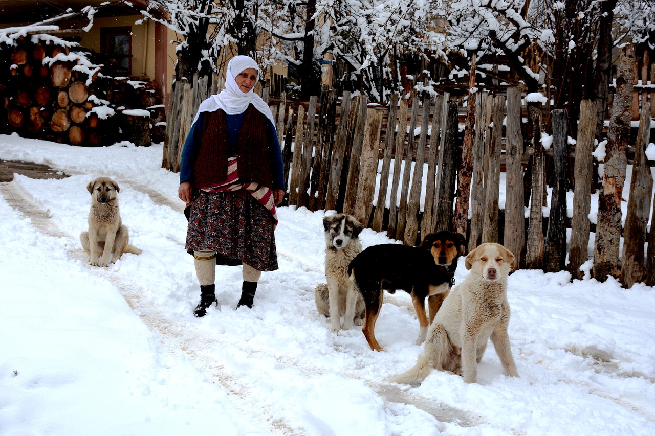 Zigana, Gümüşhane, Turkija, Moterų, Gyvūnas, Šuo, Kaimas, Nemokamos Nuotraukos,  Nemokama Licenzija