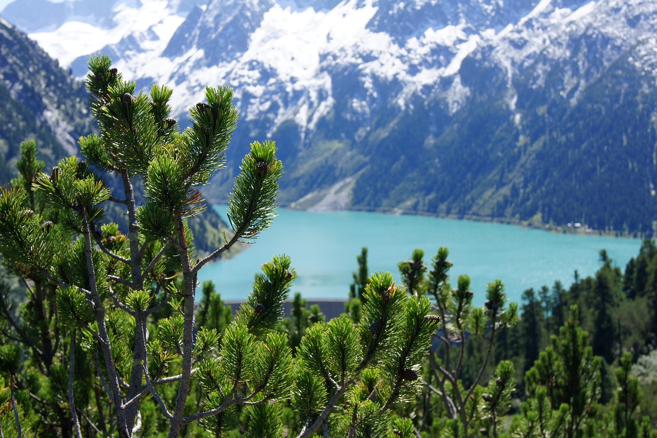 Zillertal, Schlegeis, Kalnai, Alpių, Gamta, Rezervuaras, Kraštovaizdis, Panorama, Austria, Pušies Krūmas