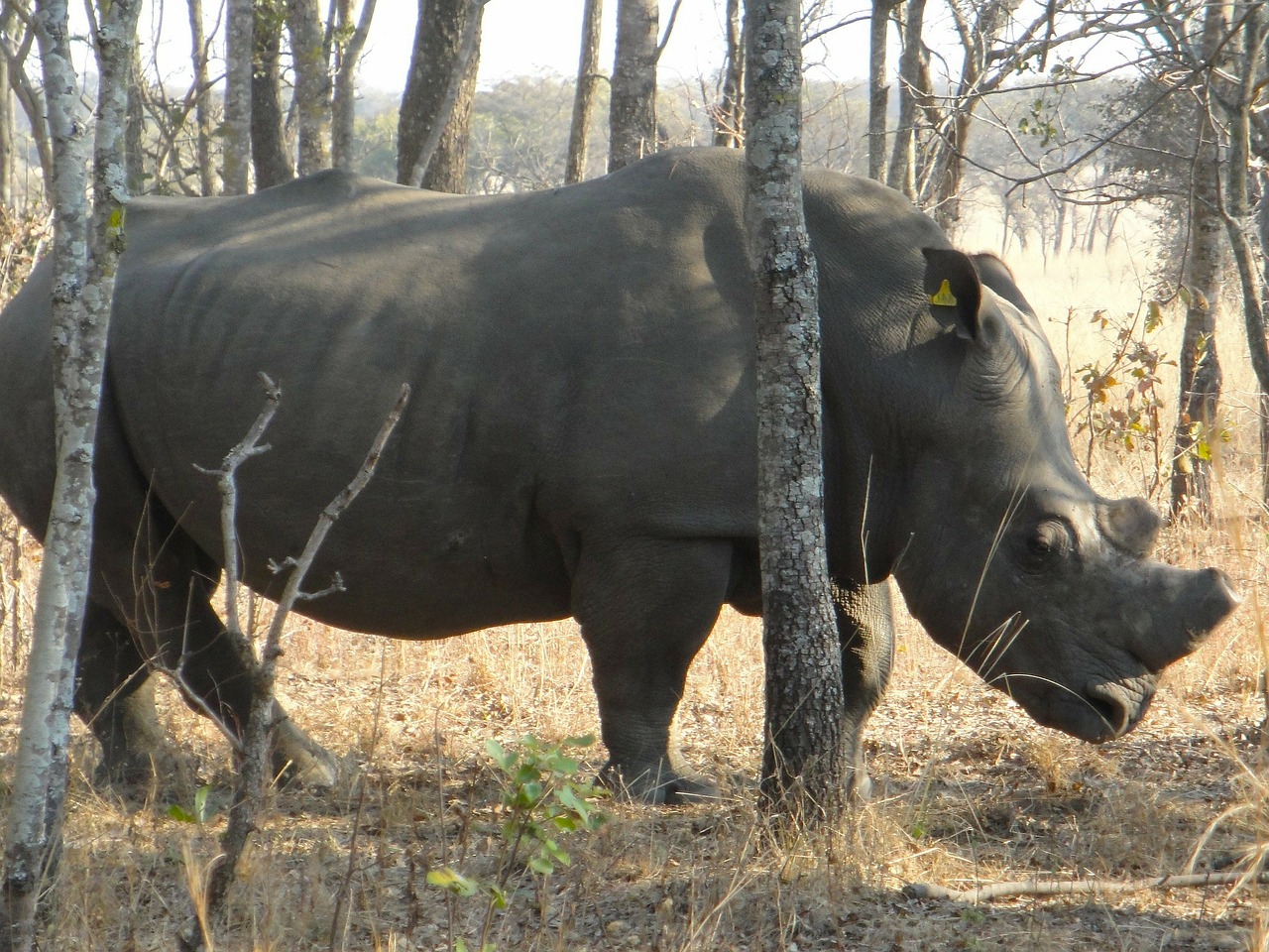 Zimbabvė, Raganos, Rhino, Afrika, Lauke, Laukinė Gamta, Nemokamos Nuotraukos,  Nemokama Licenzija