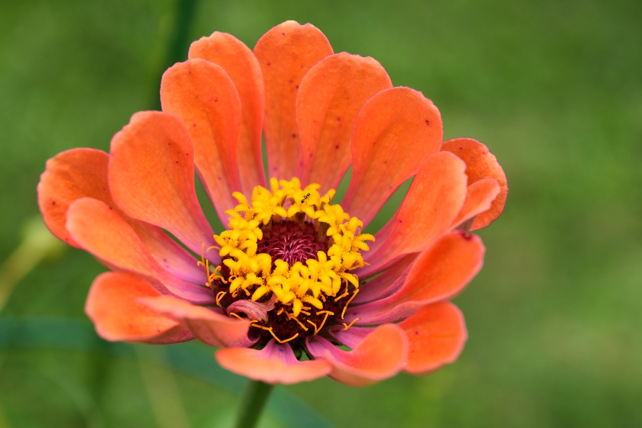 Zinnia, Gėlė, Žydėti, Gėlių, Žiedlapis, Šviesus, Sodas, Oranžinė, Nemokamos Nuotraukos,  Nemokama Licenzija