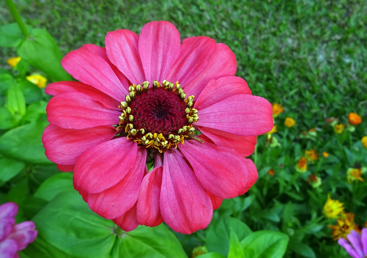 Zinnia, Gėlė, Flora, Augalas, Sodas, Žydėti, Gamta, Žiedas, Sezonas, Metinis