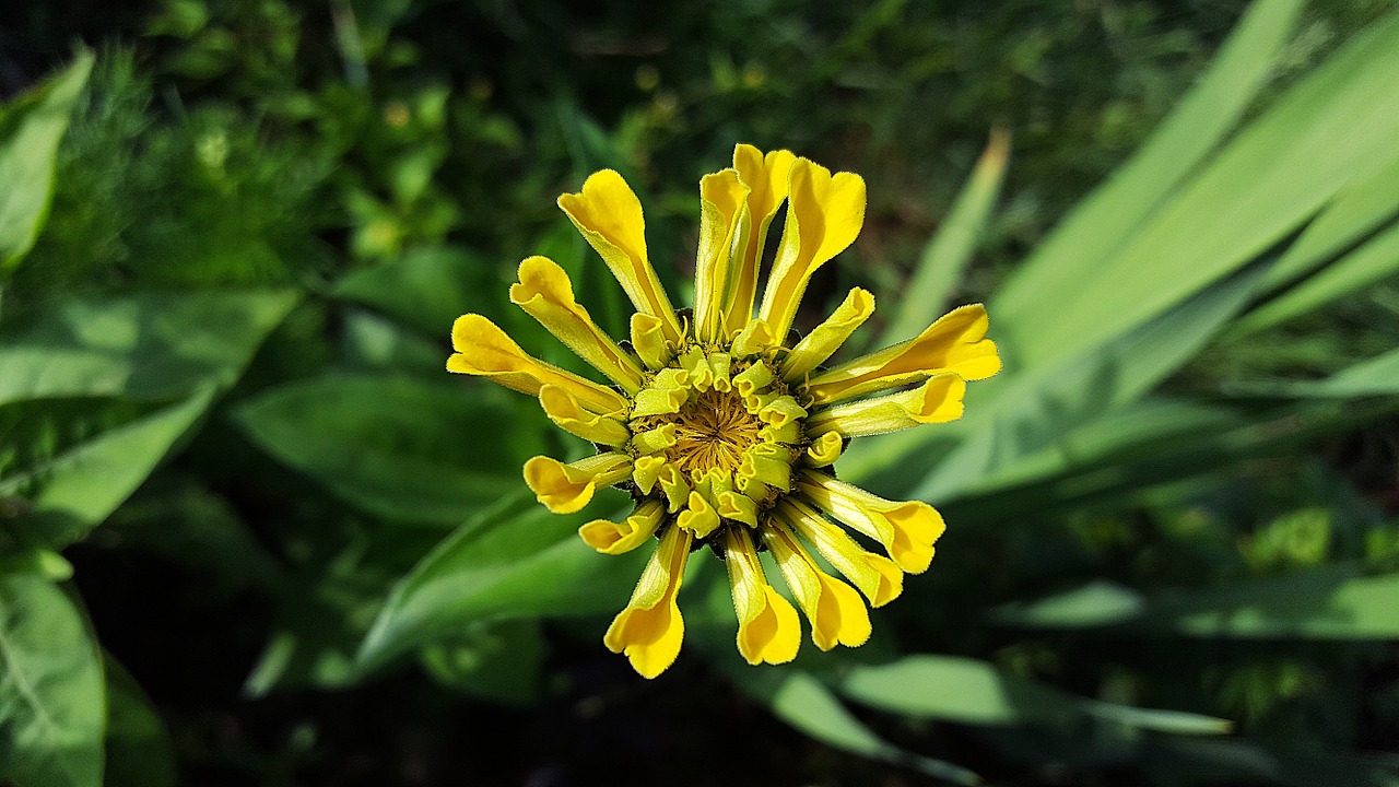 Zinnia, Geltona Zinnia, Zinnia Elegans, Zinnia Žydėti, Asteraceae, Žiedas, Geltona Gėlė, Gėlių Sodas, Dekoratyvinis Augalas, Dekoratyvinė Gėlė