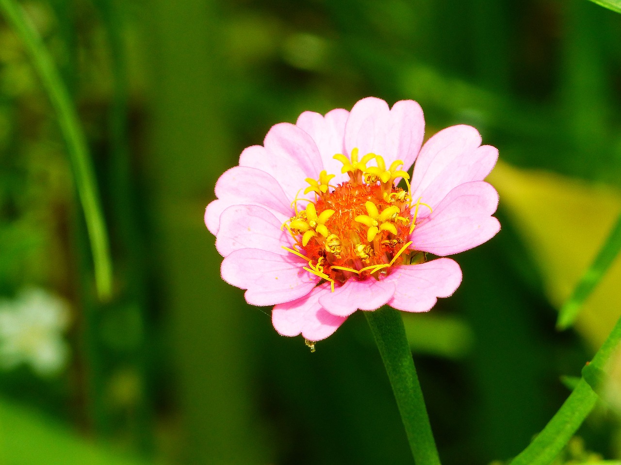 Zinnia, Gėlių Pieva, Šviesus, Kilnus, Gėlės, Nemokamos Nuotraukos,  Nemokama Licenzija