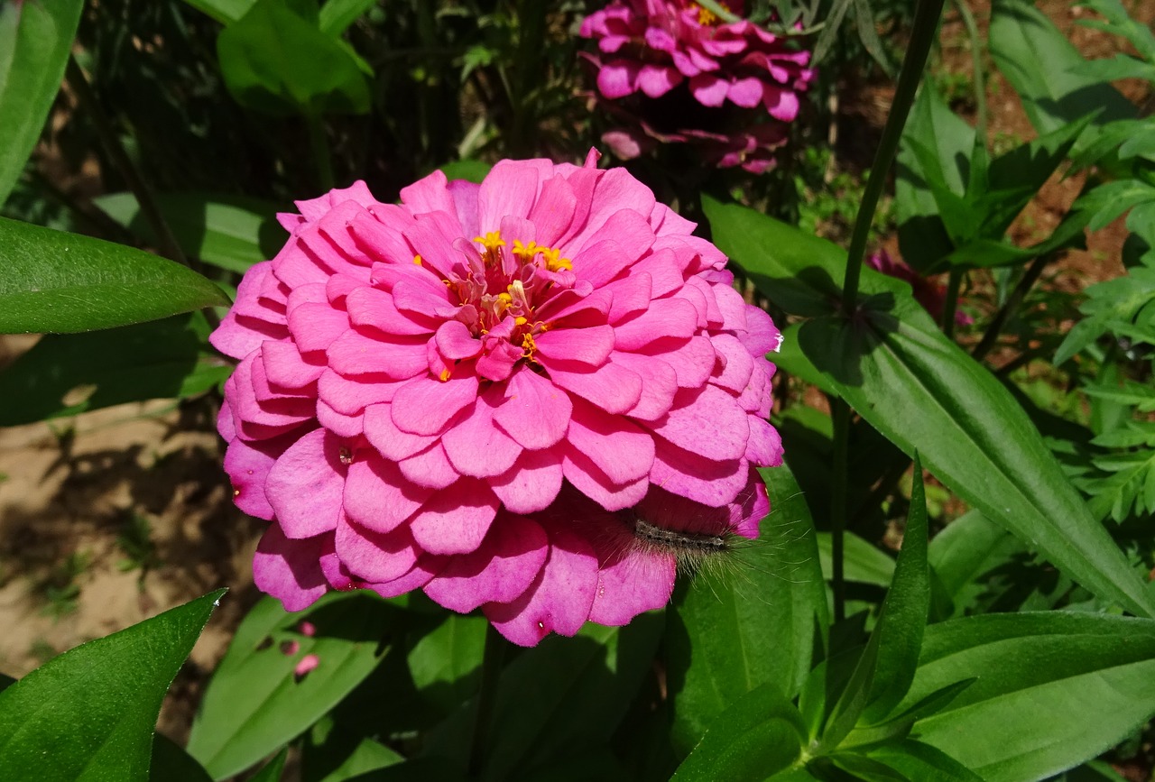 Zinnia, Gėlė, Rožinis, Flora, Augalas, Sodas, Žydėti, Gamta, Žiedas, Sezonas