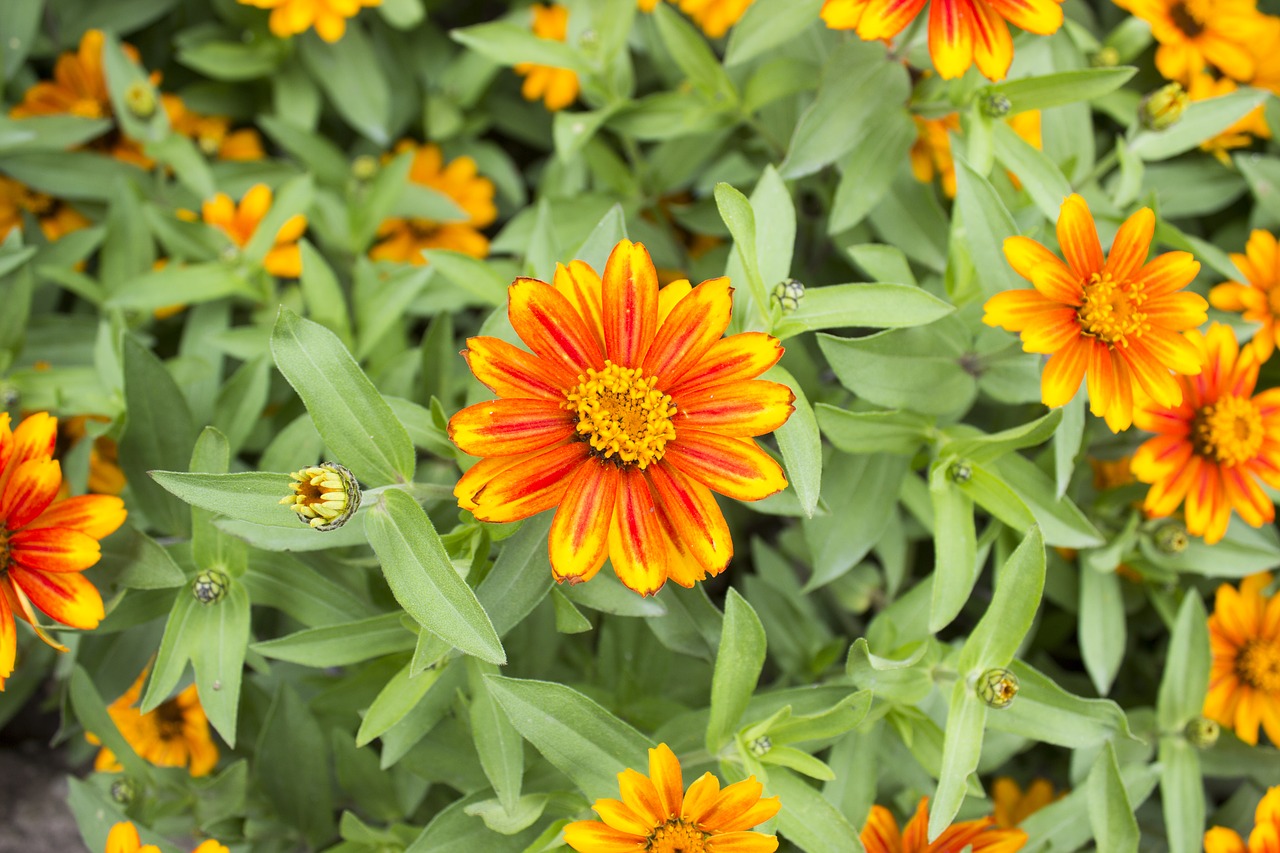 Zinnia, Zahara Sunburst, Oranžinė Geltona Gėlė, Sodas, Nemokamos Nuotraukos,  Nemokama Licenzija