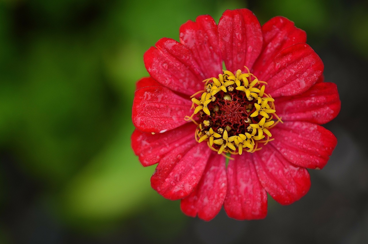 Zinnia, Raudona, Gėlė, Lapai, Gamta, Sodas, Makro, Išsamiai, Augalai, Augalas