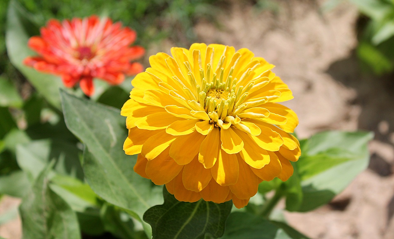 Zinnia, Astrov, Sodo Gėlės, Asteraceae Šeimos, Geltona Gėlė, Geltonos Gėlės, Gėlės, Nemokamos Nuotraukos,  Nemokama Licenzija