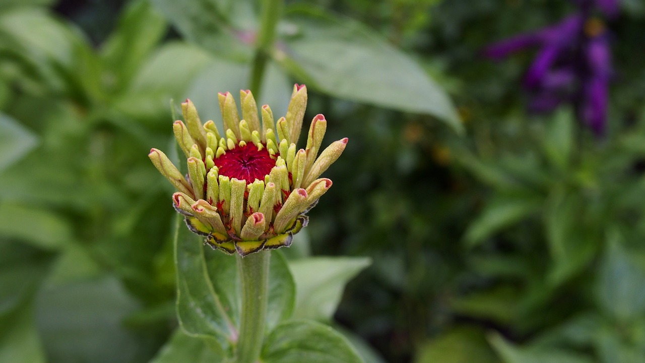 Zinnia, Budas, Gamta, Iš Arti, Sodas, Žydėti, Gėlių Pumpurai, Geltona, Nemokamos Nuotraukos,  Nemokama Licenzija