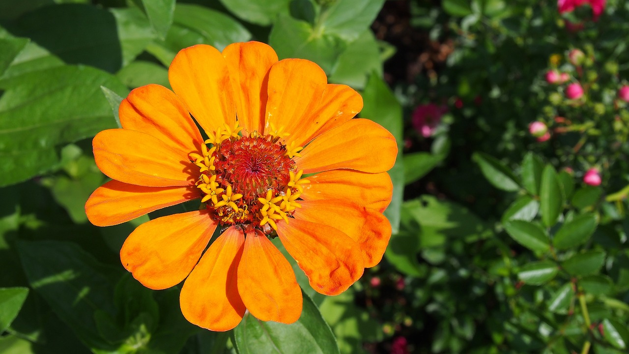 Zinnia, Gėlė, Sodas, Siužetas, Gamta, Zinnia Daliowa, Sodo Augalas, Augalas, Žydėjimas, Padidinti