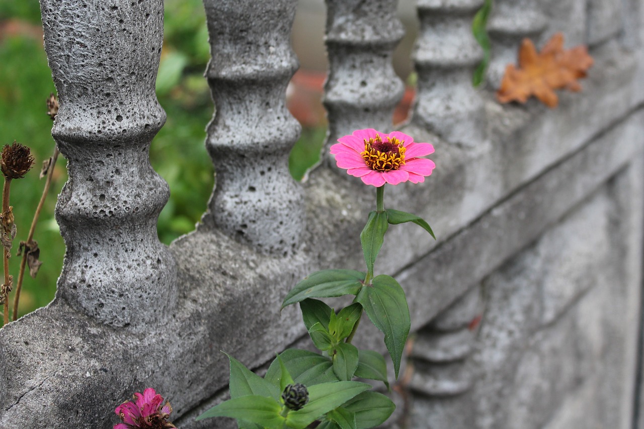 Zinnia, Gėlė, Ruduo, Žydėjimas, Gamta, Violetinė, Nemokamos Nuotraukos,  Nemokama Licenzija