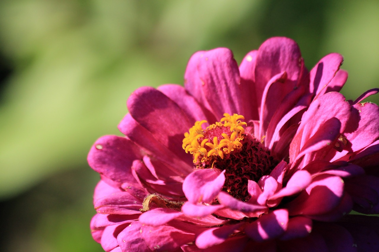 Zinnia, Gėlė, Gamta, Augalas, Sodas, Vasara, Iš Arti, Gražus, Šviesus, Makro