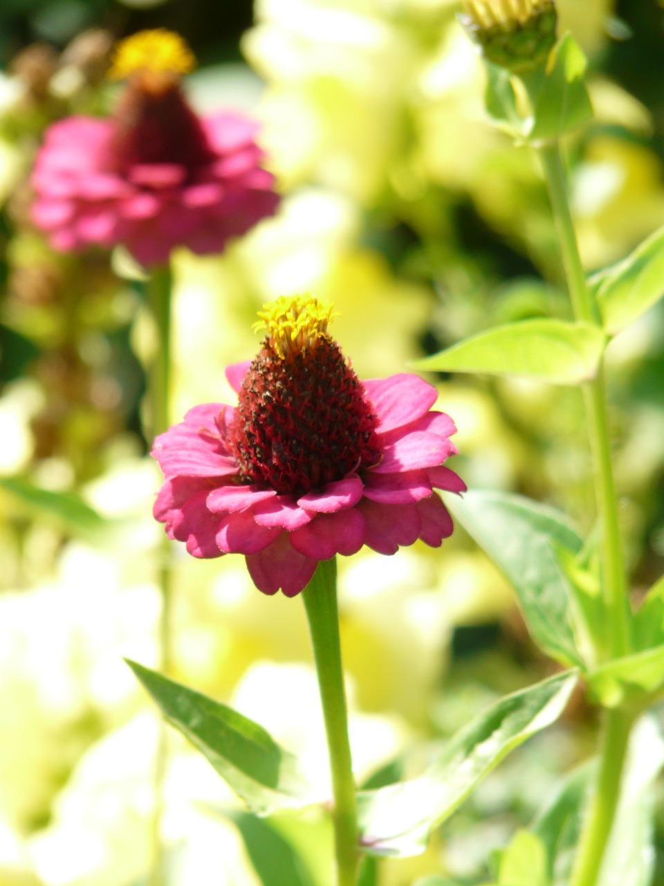 Zinnia, Žiedas, Žydėti, Spalvinga, Gėlė, Rožinis, Raudona, Geltona, Zinnia Violacea, Zinnia Elegans