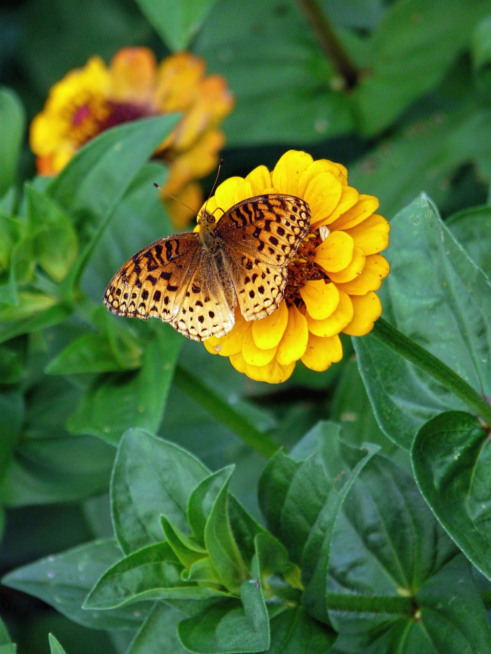 Zinnia, Gėlė, Gamta, Pavasaris, Gėlių, Žiedas, Drugelis, Žydėti, Žydi, Nemokamos Nuotraukos