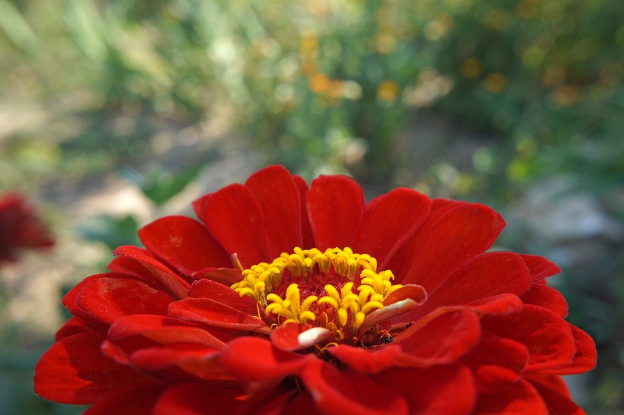 Zinnia, Gėlė, Raudona, Raudona Gėlė, Vasara, Gamta, Nemokamos Nuotraukos,  Nemokama Licenzija