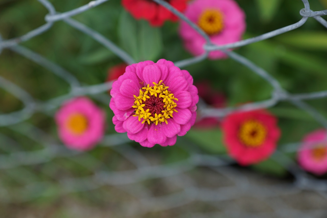 Zinnia, Gėlė, Kompozitai, Rožinis, Žiedas, Žydėti, Gamta, Augalas, Vielos Tinklelis, Pavasaris