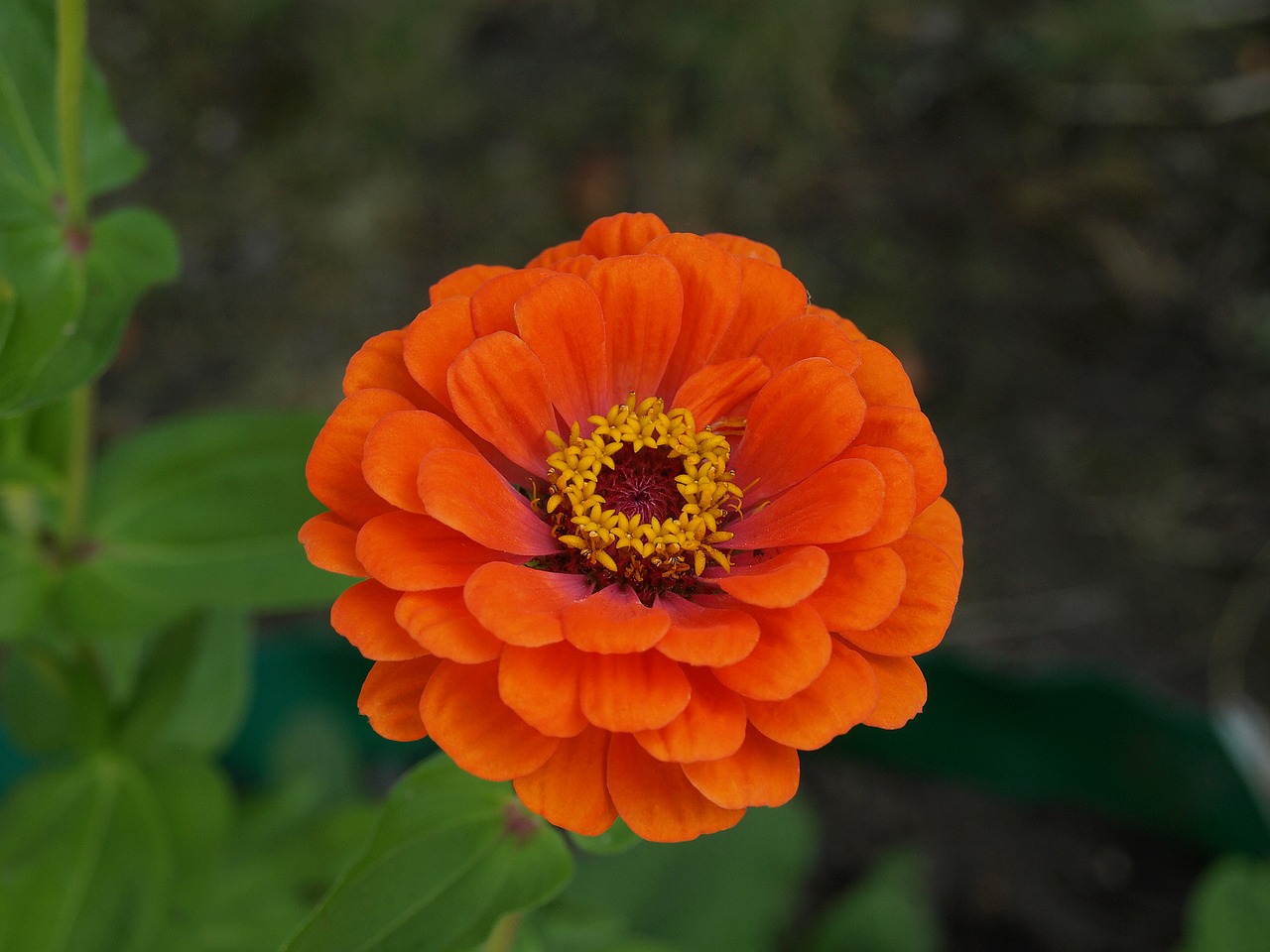 Zinnia Daliowa, Zinnia Elegans, Zinnia, Gėlė, Gėlės, Žydėjimas, Siužetas, Sodas, Gamta, Augalas