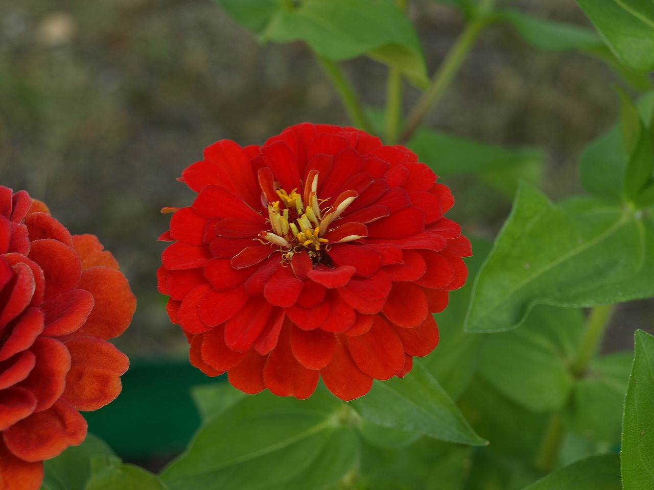 Zinnia Daliowa, Zinnia Elegans, Zinnia, Gėlė, Gėlės, Žydėjimas, Siužetas, Sodas, Gamta, Augalas