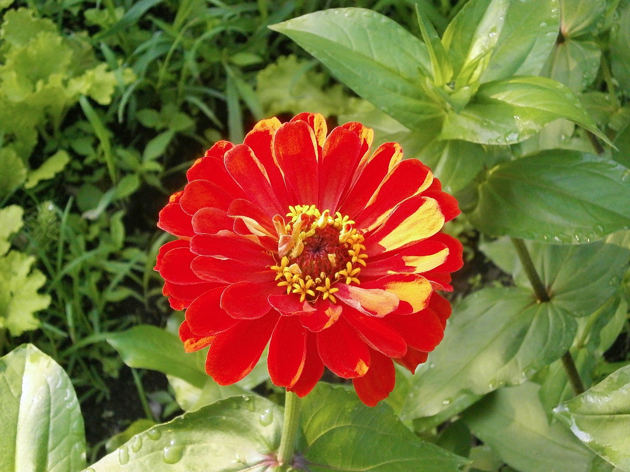 Zinnia Elegans, Zinnia, Raudonos Gėlės, Nemokamos Nuotraukos,  Nemokama Licenzija