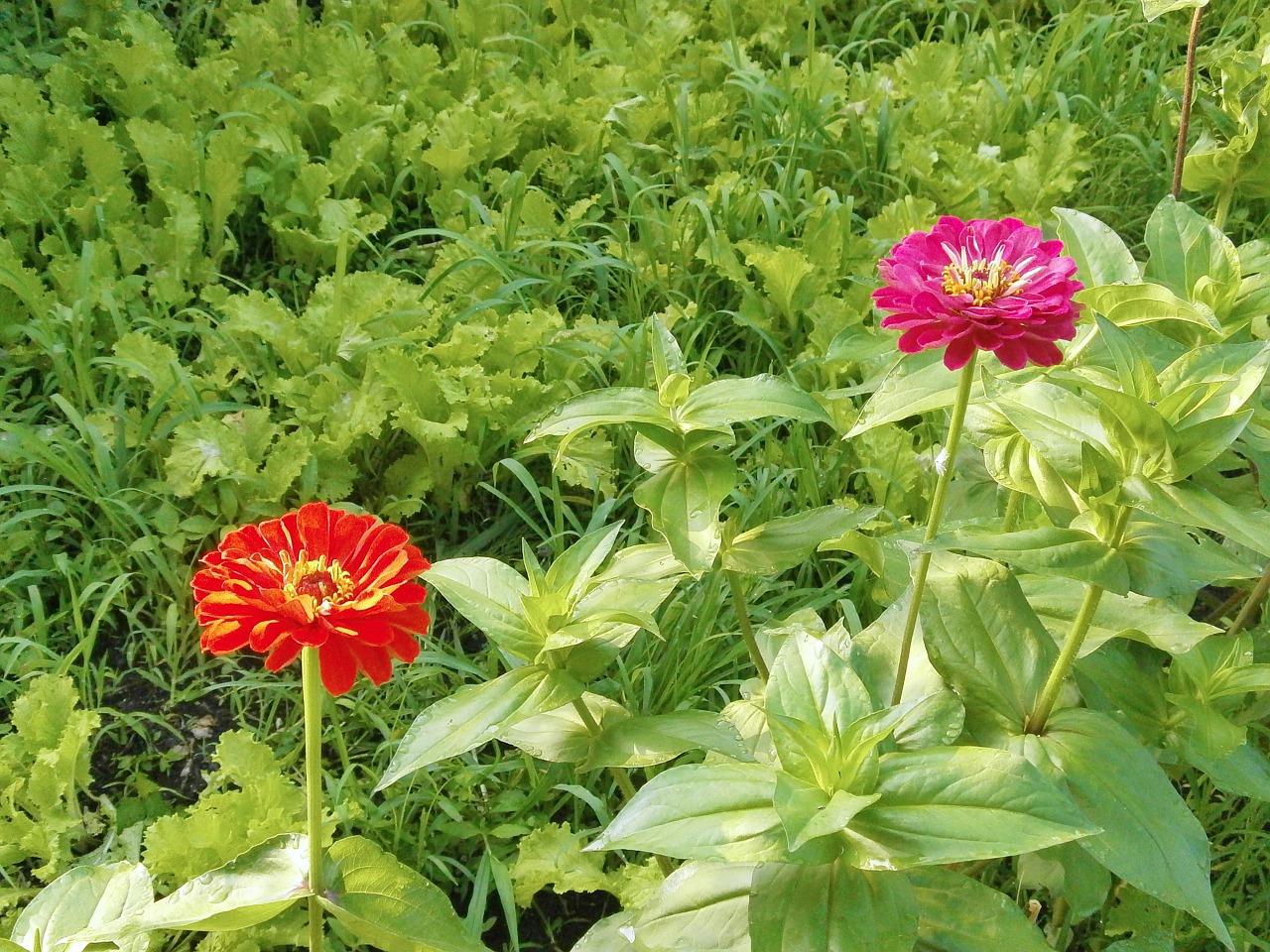 Zinnia Elegans, Zinnia, Raudonos Gėlės, Rožinė Gėlė, Nemokamos Nuotraukos,  Nemokama Licenzija